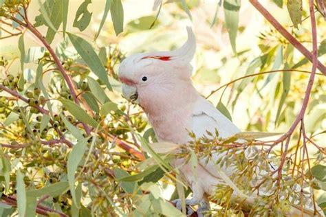 Pink Cockatoo Stock Photos, Images and Backgrounds for Free Download