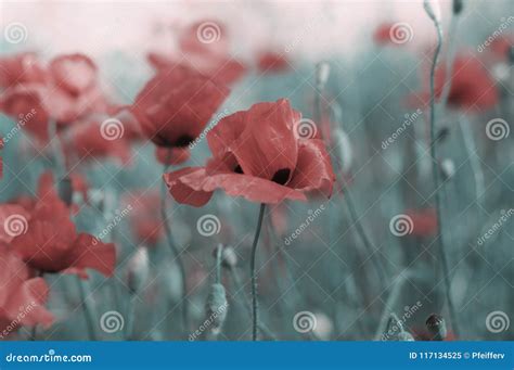 Memorial Day Background with Wild Poppy Field Stock Image - Image of ...