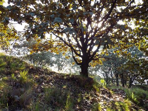 Bosque La Primavera La Espectacular Área Natural Protegida De Jalisco