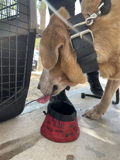 Polic A Municipal De Hermosillo On Twitter Bubu Les Recuerda Que No