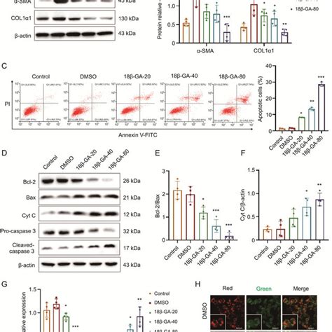 18b GA Induced Apoptosis Of Activated Mouse Hepatic Stellate Cells