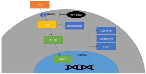 Cells Free Full Text MiR 302a Regenerates Human Corneal Endothelial