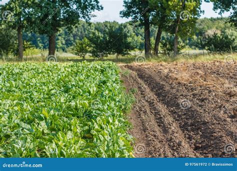 Rows Of Fodder Beet On The Field Crop And Farming Stock Photo Image