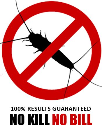 Silverfish Control - Silverfish Removal and Extermination in Bromsgrove ...