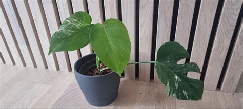 Monstera Variegata Hel Plante FINN Torget