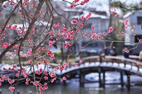 Wallpaper Water Reflection Winter Branch Cherry Blossom Pink