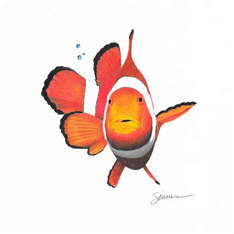 Clown Fish Drawing - Clown Fish - Clown Fish Art - Clown Fish Decor - Fish Drawing - Fish Art ...