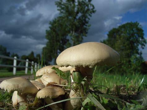 Champignon Champignons Nature Photo Gratuite Sur Pixabay Pixabay