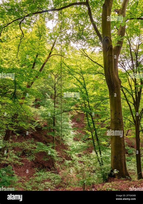 Selbstmord Wald Fotos Und Bildmaterial In Hoher Aufl Sung Alamy