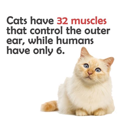 Facts About Cats And Kittens Care About Cats