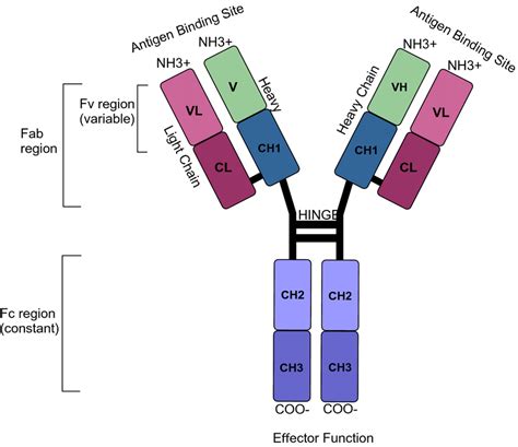 Schematic structure of a human IgG1 antibody. IgG consists of two heavy... | Download Scientific ...