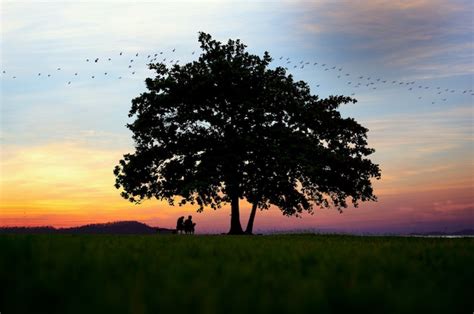 Silhueta de um casal sentado sob uma árvore Foto Premium