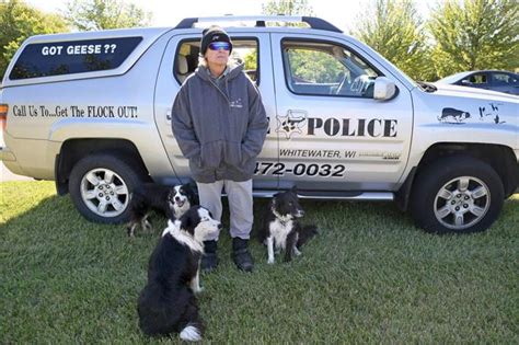 Geese Police: Border collies use natural instincts to scare away ...