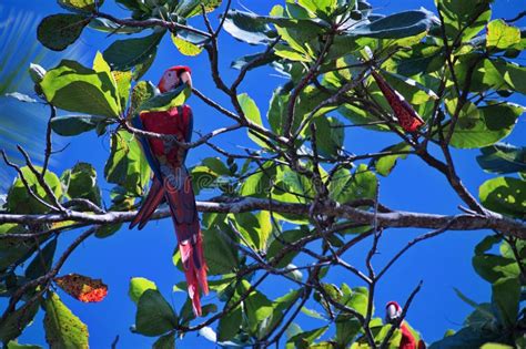 Macao Vogel Der Auf Einem Ast Sitzt Stockbild Bild Von Frech