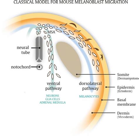 Sources of differentiated melanocytes. During embryonic development ...