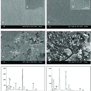 Morphology Of Platelets Adhering On The Surfaces Of NiTi Alloy In The