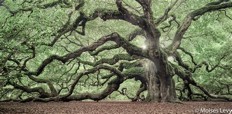 Oak Tree Wallpapers Wallpaper Cave