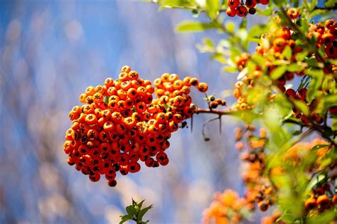 Rowanberry Rowanberries Rowan Free Photo On Pixabay Pixabay