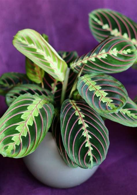 Маранта беложильчатая «Триколор» купить в Минске с доставкой | Cactus.by