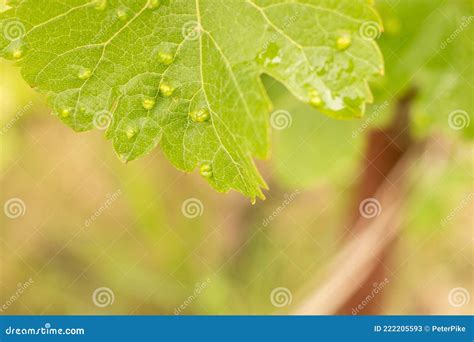 Galls Of Phylloxera Viteus Vitifoliae On Grape Vine Leaf Damaged