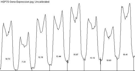 Expression rate of the HSP70 gene in the cDNA samples of the screened ...