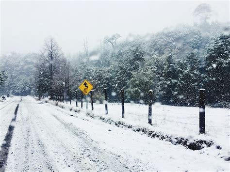 Premium Photo Snow Covered Road Amidst Trees During Winter