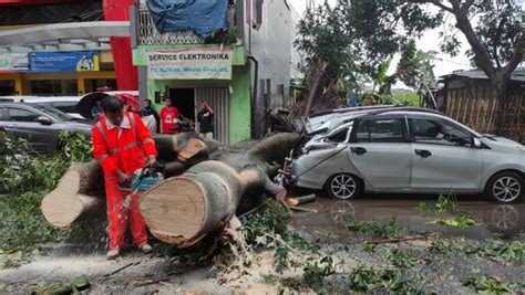 Pohon Tumbang Di Malang Saat Hujan Deras Satu Mobil Ringsek Tertimpa