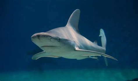 In Riva Al Mare Uno Squalo Verdesca Di Tre Metri Il Ritrovamento A