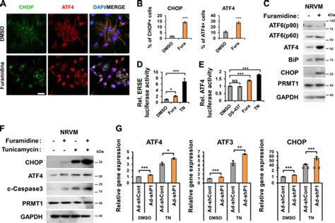 Prmt Suppresses Atf Mediated Endoplasmic Reticulum Response In