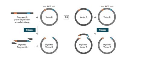 Traditional Cloning Workflow Youtube