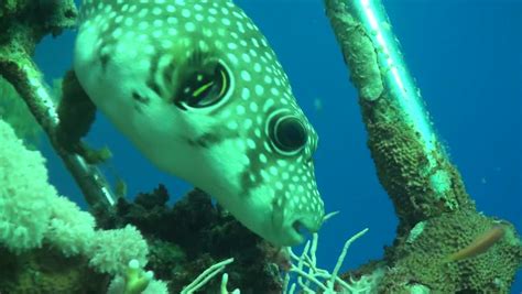 Spotted Puffer Fish Eating Stock Footage Video 1241824 - Shutterstock