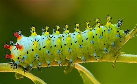 Cecropia Moth Caterpillar Size