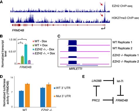 Prc2 Regulates Frmd4b Expression Through A Feed Forward Regulatory Download Scientific Diagram