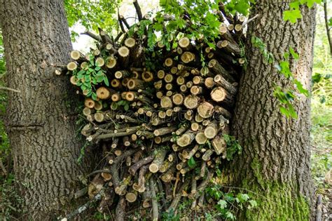 Timber Stacks Freshly Cut Logs Arranged Between Towering Trees Stock