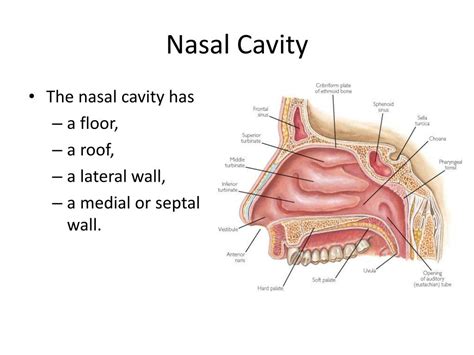 Ppt Anatomy Of Nose And Paranasal Sinus Powerpoint Presentation Free Download Id6366522