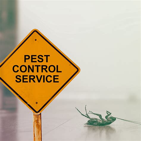 Learn Why Pest Control Is Important Contact Ecopest Today