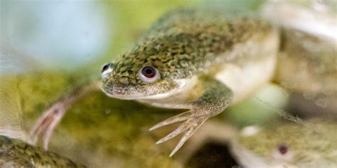 Pregnant Glass Frog