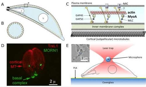 The Motile Apparatus Of Toxoplasma Gondii And Our Experimental Model