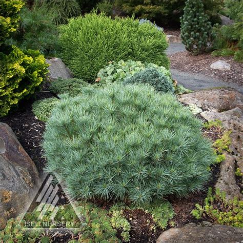 The Amazing World Of Conifers Page 5 Landscaping With Large Rocks