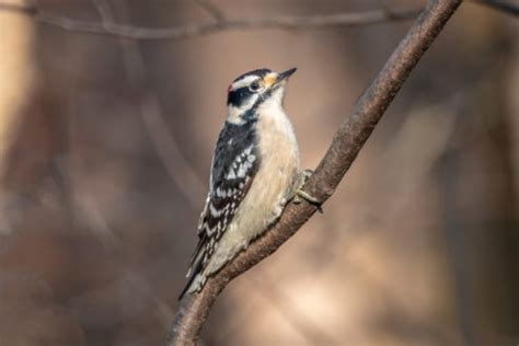 Amazing Woodpeckers In Illinois Id Guide With Photos