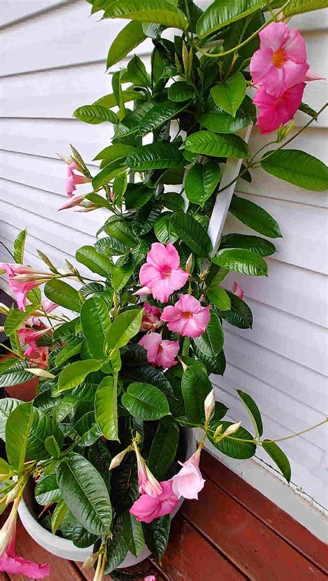 Mandevilla Plant Growing And Caring For Mandevilla Vine Hgtv Atelier