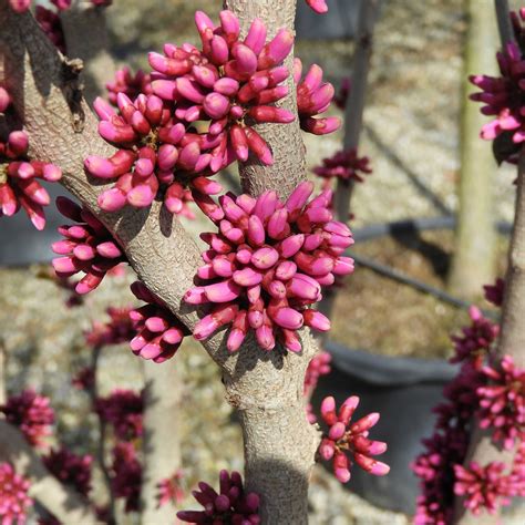 Chinesischer Judasbaum Cercis Chinensis Avondale Zulauf Gartencenter