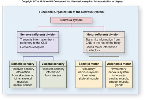 Nervous System The Human Body