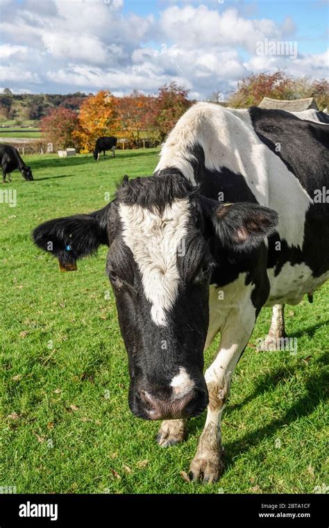 Friesian Cow Hi Res Stock Photography And Images Alamy