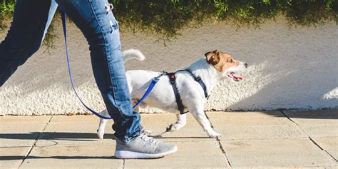 Descubre 5 Tips Para Pasear Con Tu Perro Fanáticos De Las Mascotas