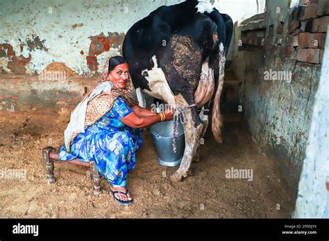 Portrait Of Woman Milking Cow India Hi Res Stock Photography And Images