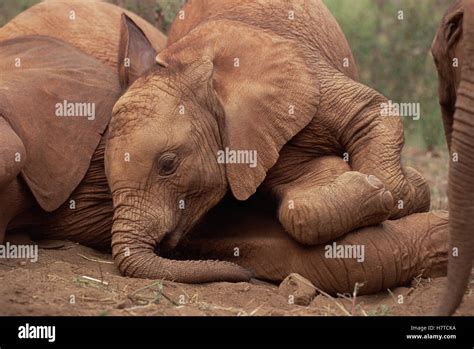 African Elephant Loxodonta Africana Young Orphan Explores Imenti An Old Male Orphan David