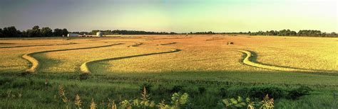 Rice Field In Arkansas Delta Country Photograph By Douglas Barnett Pixels