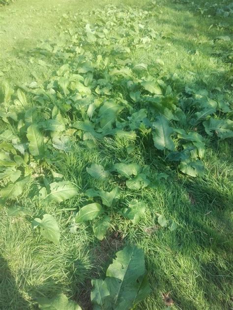 Plant Of The Week Broad Leaved Dock Invasive Weed Solutions Uk