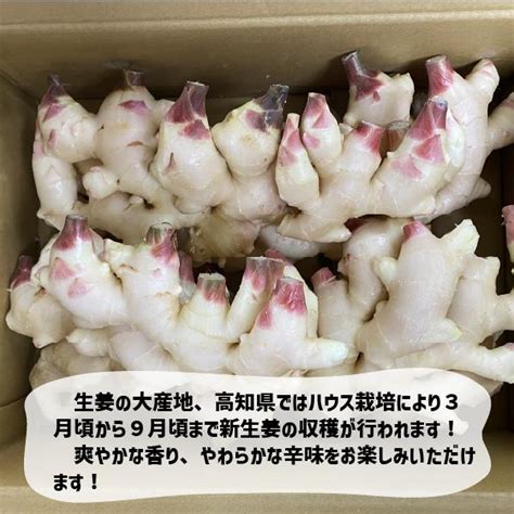 高知県産 新しょうが 約2kg L〜2lサイズ 甘酢 生姜 漬物 しょうが 新生姜 I Shougakouti2kg 和歌山卸売市場